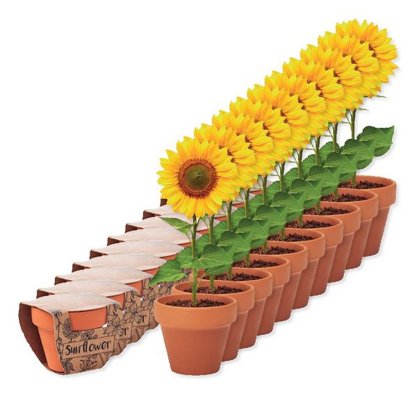 Pack mit 100 GiftRetail MO6147 - SUNFLOWER Terracotta-Topf Sonnenblume
